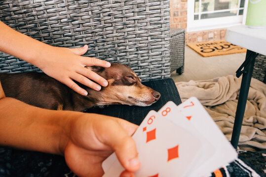 Boy playing cards with dog.