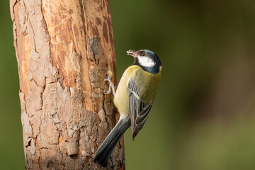 Naklejka premium carbonero común posado en un tronco (Parus major)