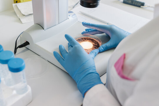 Crop of Hand With Sample In A Microscope