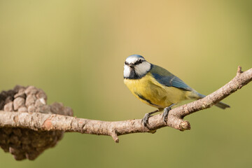 herrerillo común posado en una rama (Cyanistes caeruleus)