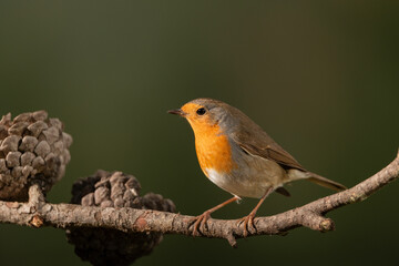 Petirrojo europeo posado en una rama (Erithacus rubecula)