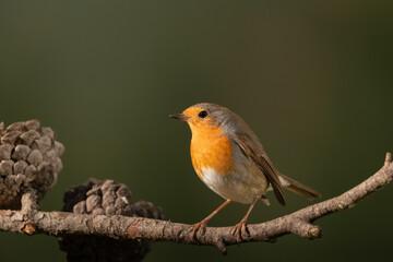 Petirrojo europeo posado en una rama (Erithacus rubecula)