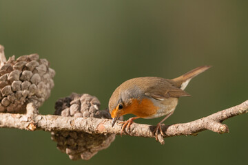 Petirrojo europeo  (Erithacus rubecula)