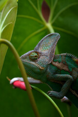 Green chameleon inside a plants, Veiled chameleon close up
