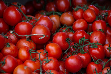 red tomatoes background. Group of tomatoes