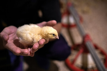 Farm worker inspecting poultry at industrial farm