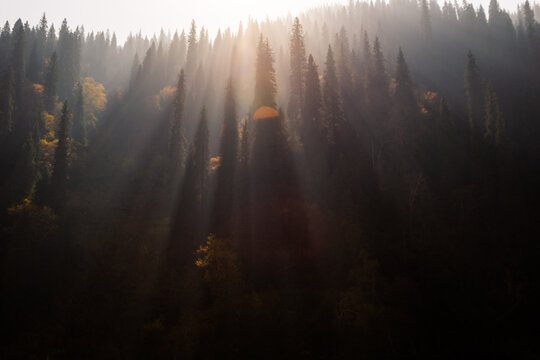 The setting sun went through the woods