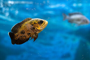 Bright Oscar Fish - South American Freshwater Fish From The Cichlid Family.