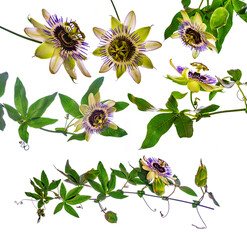 Passion  flower - passiflora isolated on white background