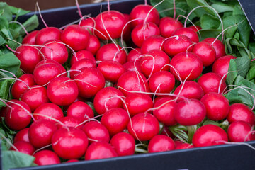 Freshly harvested, purple colorful radish background
