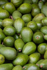 green avocado background