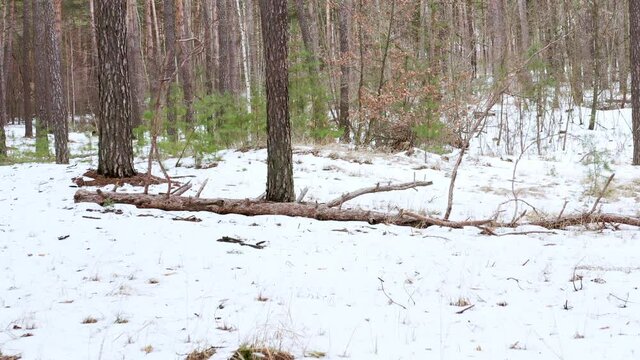Fallen dry tree with big crooked bitches and brown bark lies in the spring forest on the snow - pull forward shot. Dry trunk of a fallen pine tree in the forest with snow during the day.
