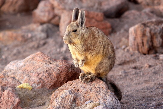 Mountain Viscacha