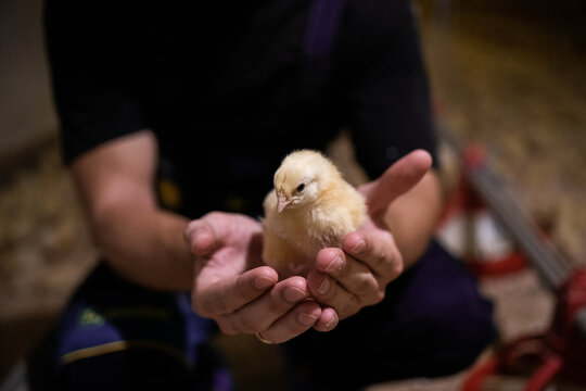 Farm worker inspecting poultry at industrial farm