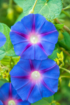 Ipomoea purpurea morning glory in the garden.