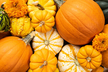 pumpkins and gourds