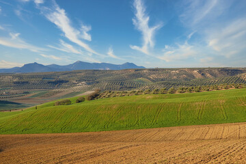 Andalusian rural landscape at sunrise with hills and different types of crops