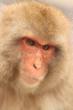 Snow Monkey