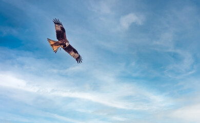 Red Kite (Milvus milvus) in flight over the shores of the Upper Zuruch Lake (Obersee), Switzerland. A threatened species making a strong comeback in Switzerland.