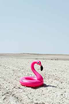 lonely pink flamingo
