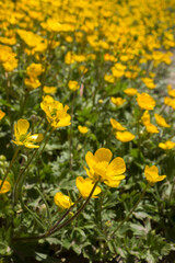 yellow flowers grow in the mountains, natural minmalism, large