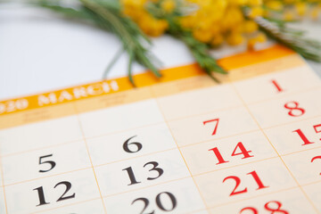 Calendar lies on white background. Above is branch of mimosa