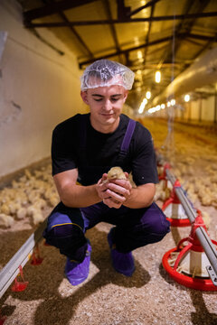 Farm worker inspecting poultry at industrial farm