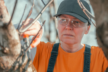 Female gardener using pruning shears to cut of the walnut tree branches in orchard