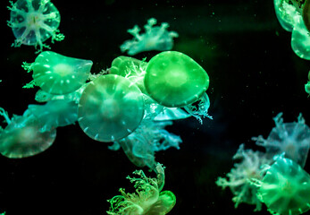 colorful  jellyfish under water.