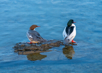 A mersanger couples resting on a rock on the shores of the Upper Zurich Lake (Obersee) along the pedestrian wooden bridge in Rapperswil, St. Gallen, Switzerland