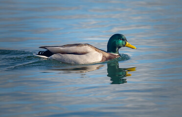 Fototapeta premium A male mallard duck swimming on the pristine waters of the Upper Zurich lake (Obersee), near Rapperswil, St. Gallent, Switzerland