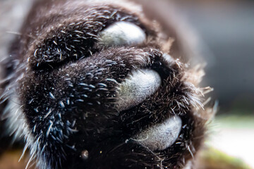 paw of the black cat