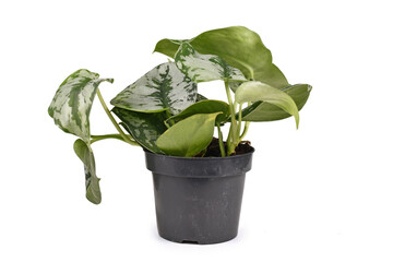 Tropical 'Scindapsus Pictus Exotica' or 'Satin Pothos' houseplant with large silver leaves with...
