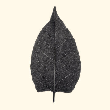 Lightboxed Leaf, Sepia toned