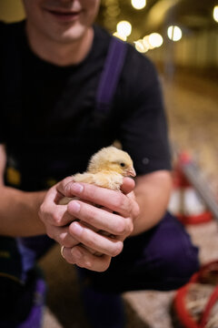 Farm worker inspecting poultry at industrial farm