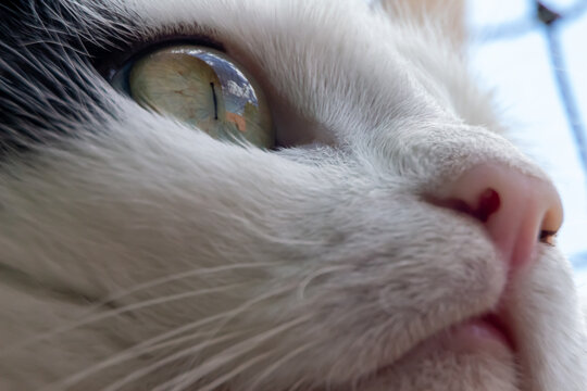 close up of a cat