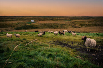Obraz premium icelandic sheep