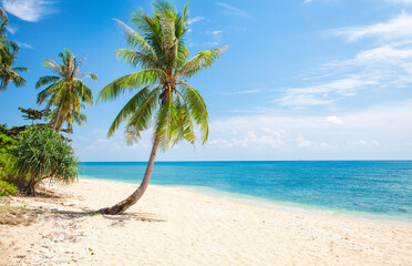 panoramic tropical beach with coconut palm