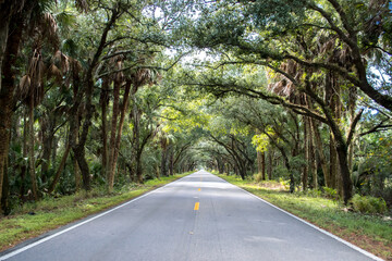 Drive through the banyan trees at the tunnel of trees in Florida, lonely road, tree lined highway