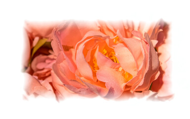 light orange fake rose flower top view closeup with white frame, colorful pattern background