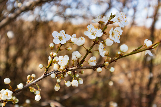 Photo representing the spring blossom