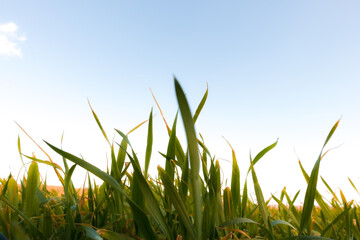 Obraz premium Photo of growing crop during spring