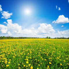 Obraz premium Yellow flowers hill under blue cloudy sky