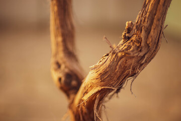 Dry brown trunk of a vine growing in a sunny garden © Omega
