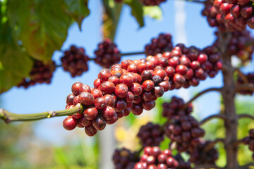 Organic Coffee Seed On Tree Branch