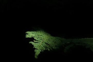 Fern leaf, green color, leaves illuminated by sun rays on a black background. Horizontal photography.