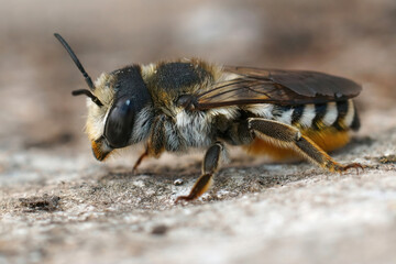 Closeup of a colorful large leafcutter bee, Megachile albisecta in Gard, France