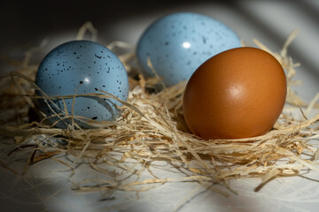 Two Easter blue egg with one Easter usually egg in the hay, beautiful background with shadows