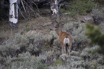 Mule Deer in Velvet antlers at Great Basin National Park