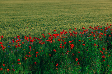 Beautiful red poppies near field of winter wheat.